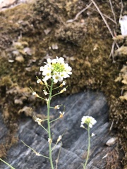 Arabidopsis arenosa