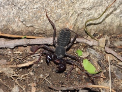 Thelyphonus sepiaris