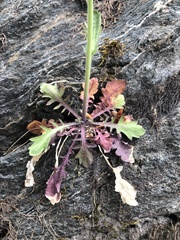 Arabidopsis arenosa