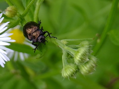 Chrysolina