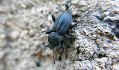 Scaurus striatus