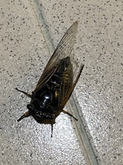 Cryptotympana atrata