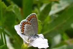 Plebejus argyrognomon