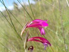 Gladiolus dubius