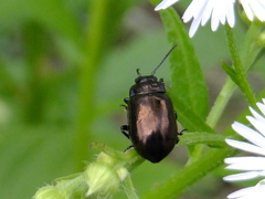 Chrysolina