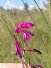 Gladiolus dubius