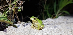 Hyla suweonensis