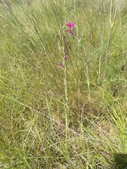 Gladiolus dubius