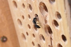 Pemphredonina