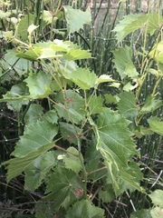 Vitis acerifolia