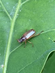 Dichelonyx elongatula