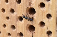 Pemphredonina