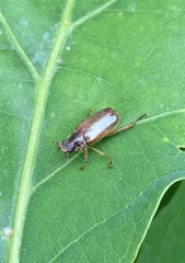 Dichelonyx elongatula