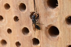 Pemphredonina