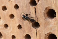 Pemphredonina