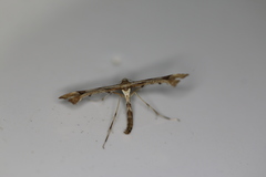Platyptilia comstocki