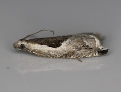 Ancylis sheppardana