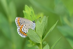 Plebejus argyrognomon