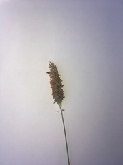 Alopecurus geniculatus