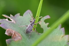Phyllobius contemptus