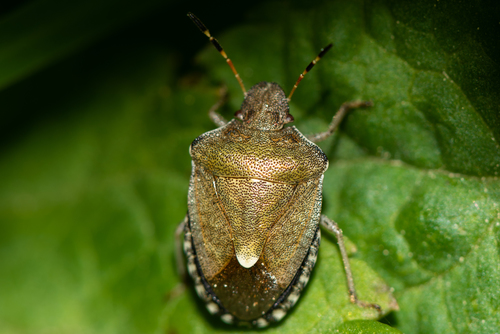 Vernal Shield Bug, photo 2 of 10