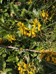 Genista tinctoria