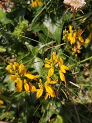 Genista tinctoria