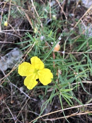 Oenothera serrulata