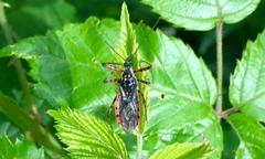 Sphedanolestes cingulatus