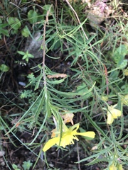 Oenothera serrulata