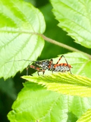 Sphedanolestes cingulatus