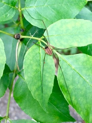 Dasylobus