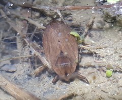Appasus japonicus
