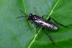 Macrophya militaris