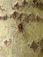 Himalphalangium spinulatum