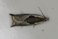 Ancylis sheppardana