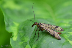 Panorpa meridionalis