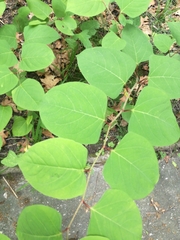 Reynoutria japonica