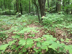 Reynoutria japonica