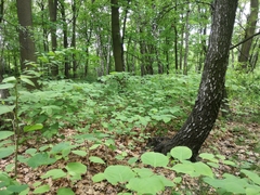 Reynoutria japonica