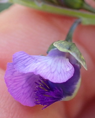Polygala gracilenta