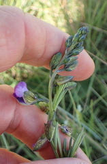Polygala gracilenta