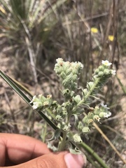 Oreocarya suffruticosa