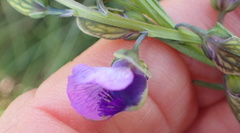 Polygala gracilenta