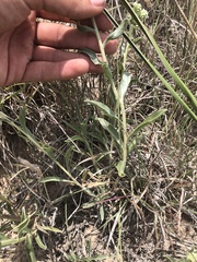 Oreocarya suffruticosa