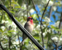 Carpodacus erythrinus