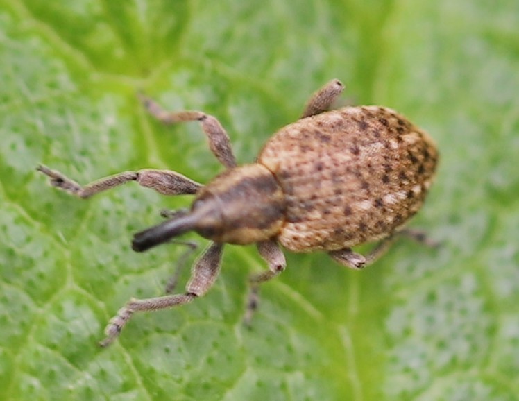 Eririnomorphus