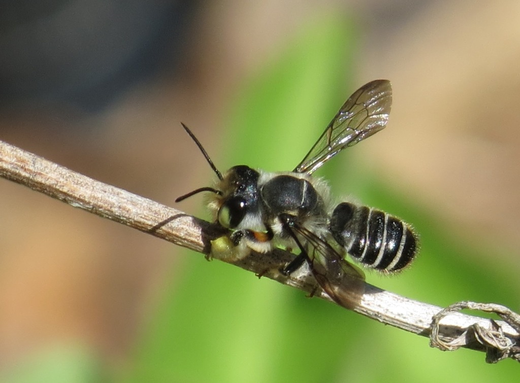 Megachile zaptlana