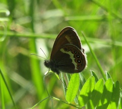 Coenonympha hero