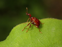 Apoderini